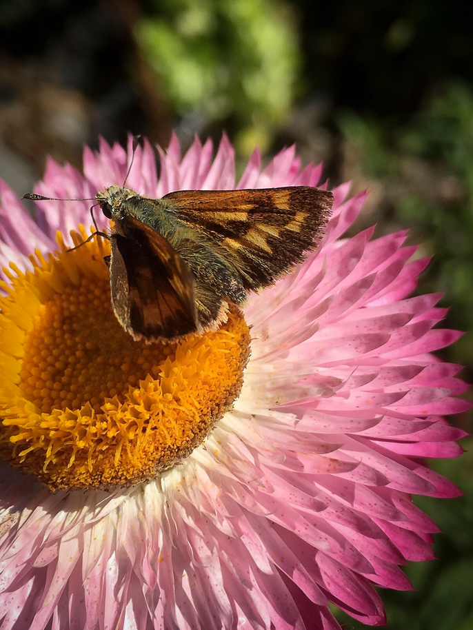 Woodland Skipper