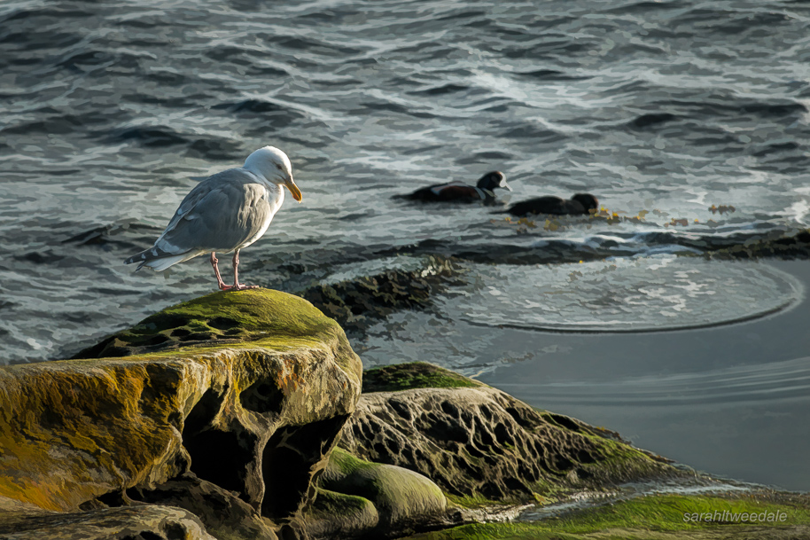 Gull in the morning light